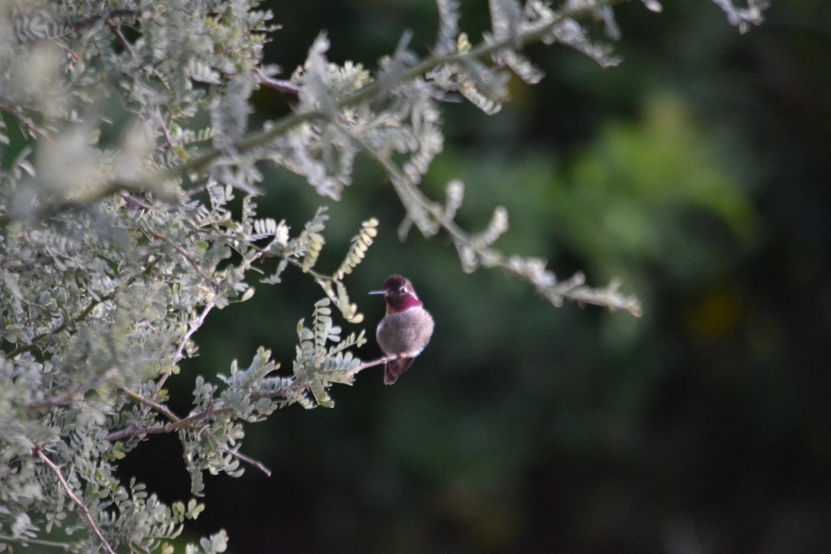 Anna's Hummingbird - ML646153668