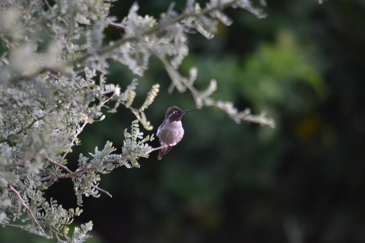 Anna's Hummingbird - ML646153669