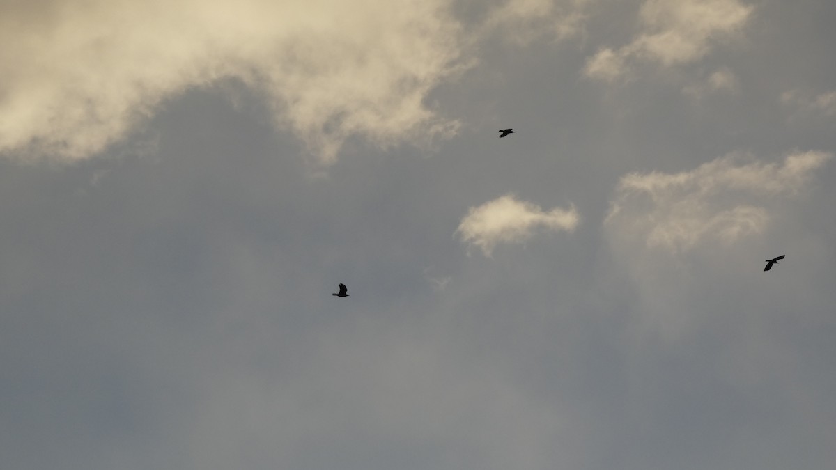 havran polní - ML646153670