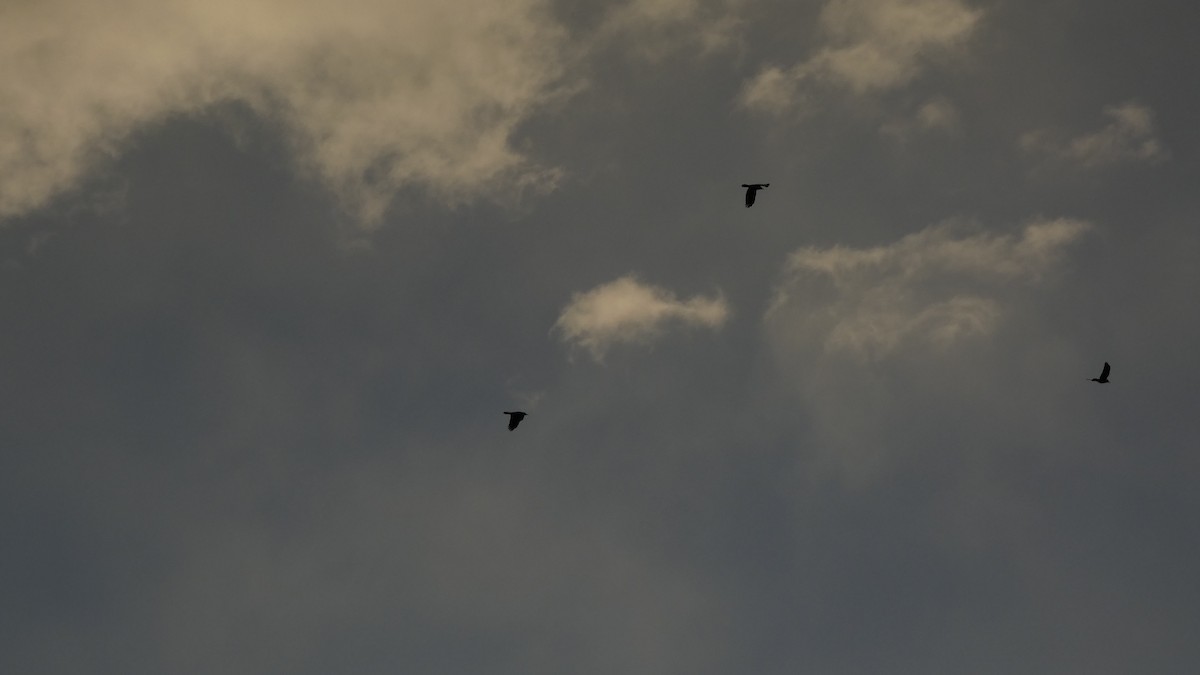 havran polní - ML646153671