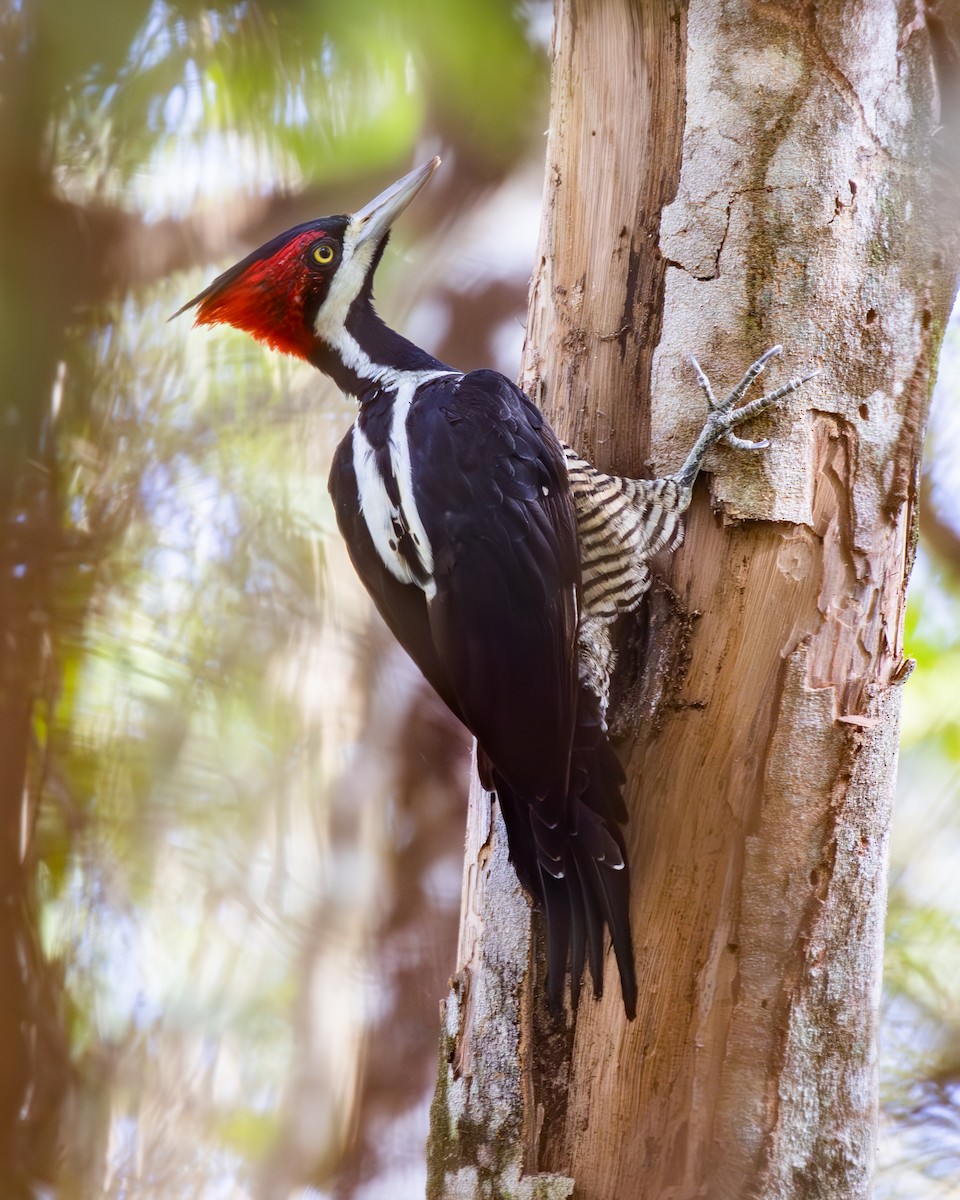 Crimson-crested Woodpecker - ML646153674
