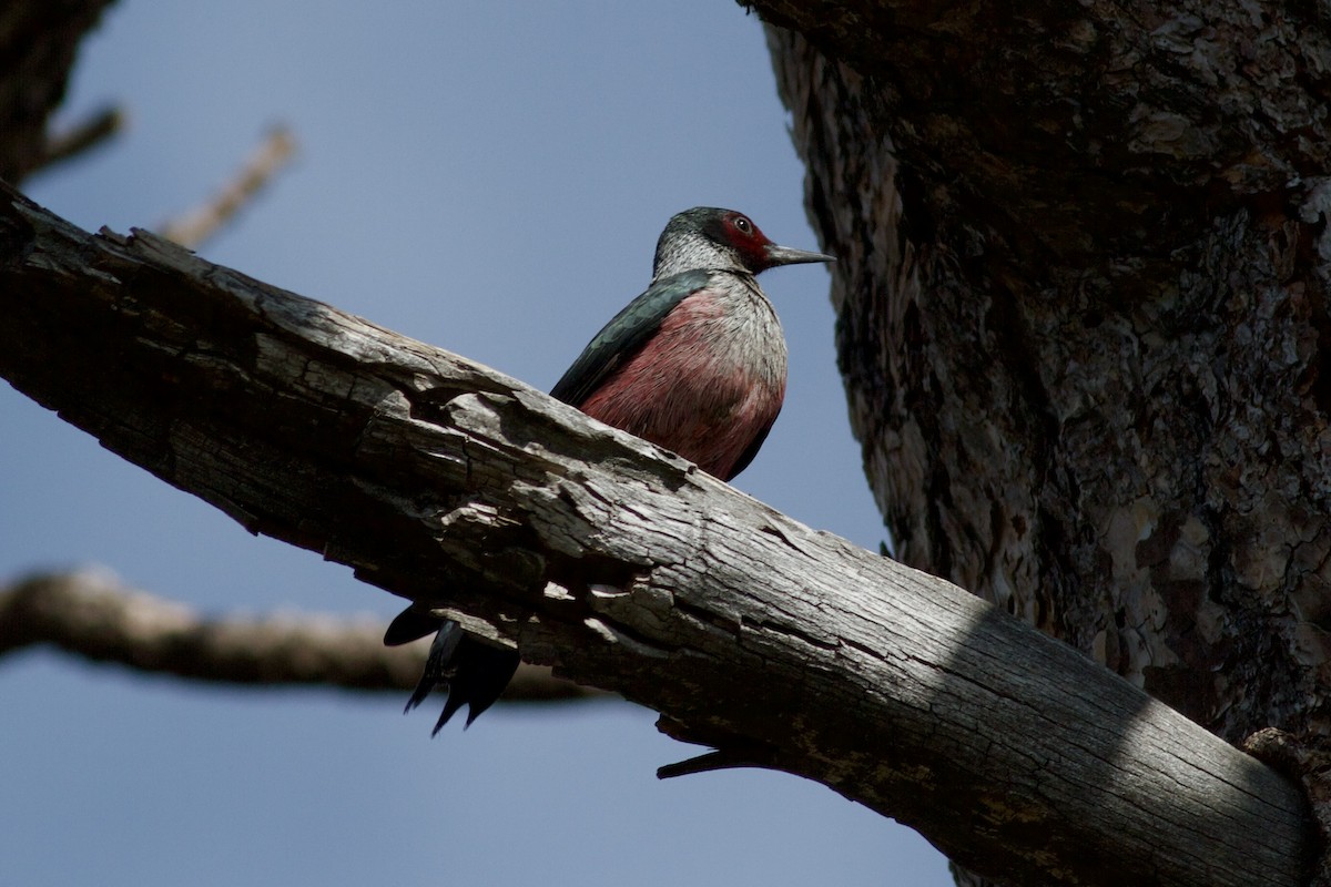 Lewis's Woodpecker - ML646153676