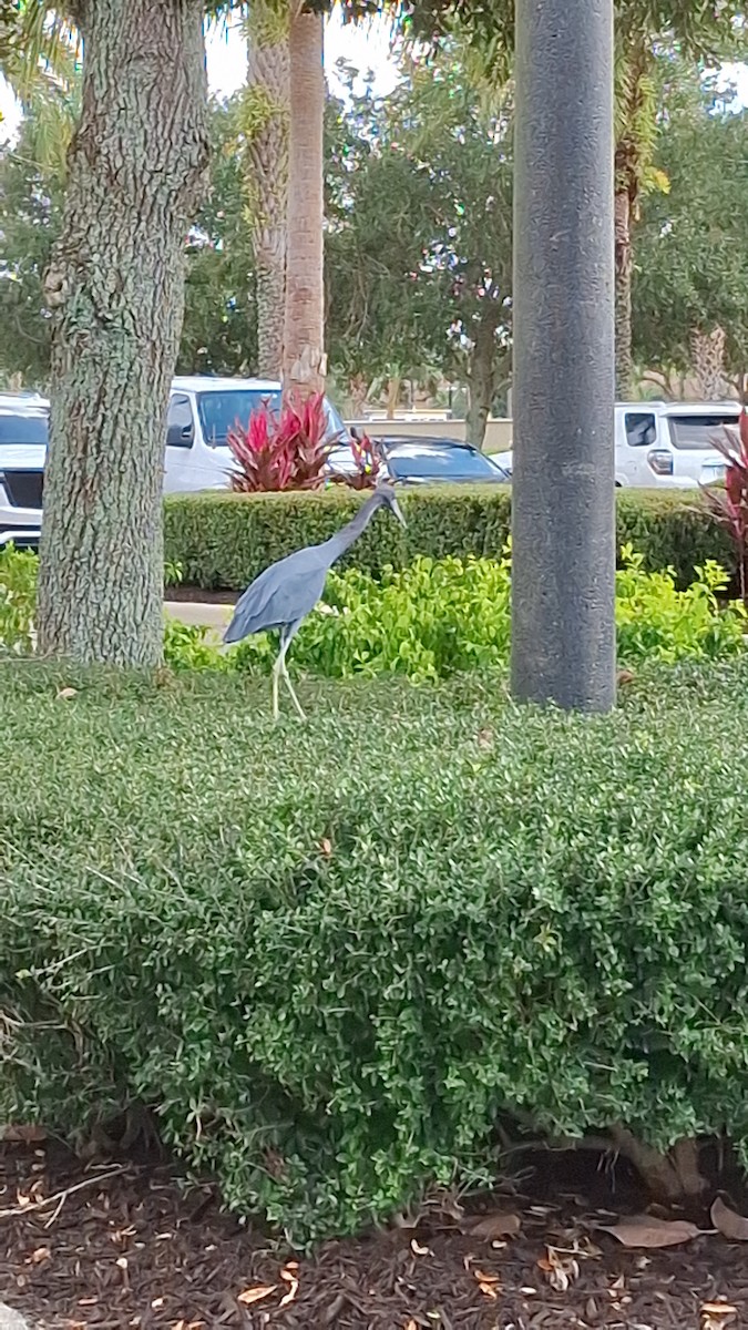 Little Blue Heron - ML646153684