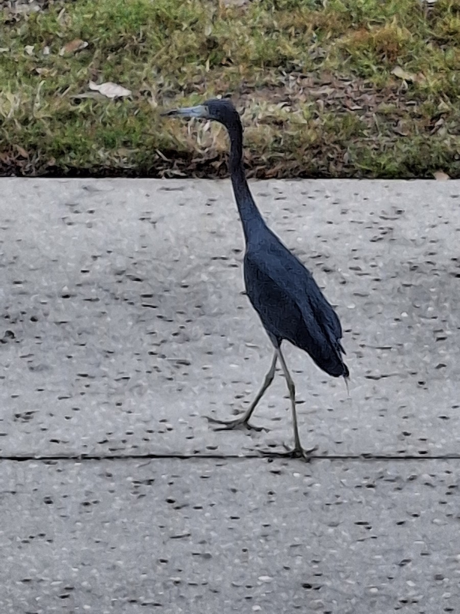 Little Blue Heron - ML646153685