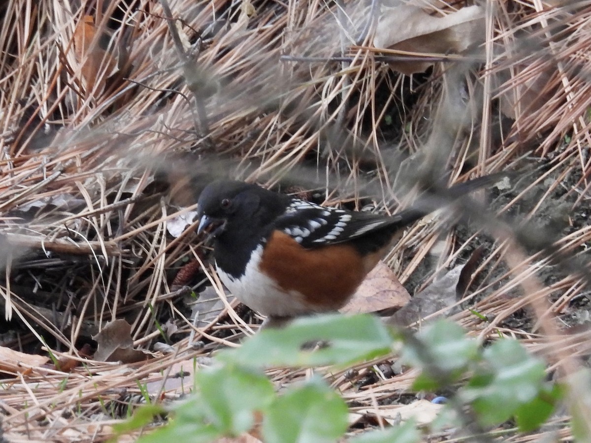 Spotted Towhee - ML646153686