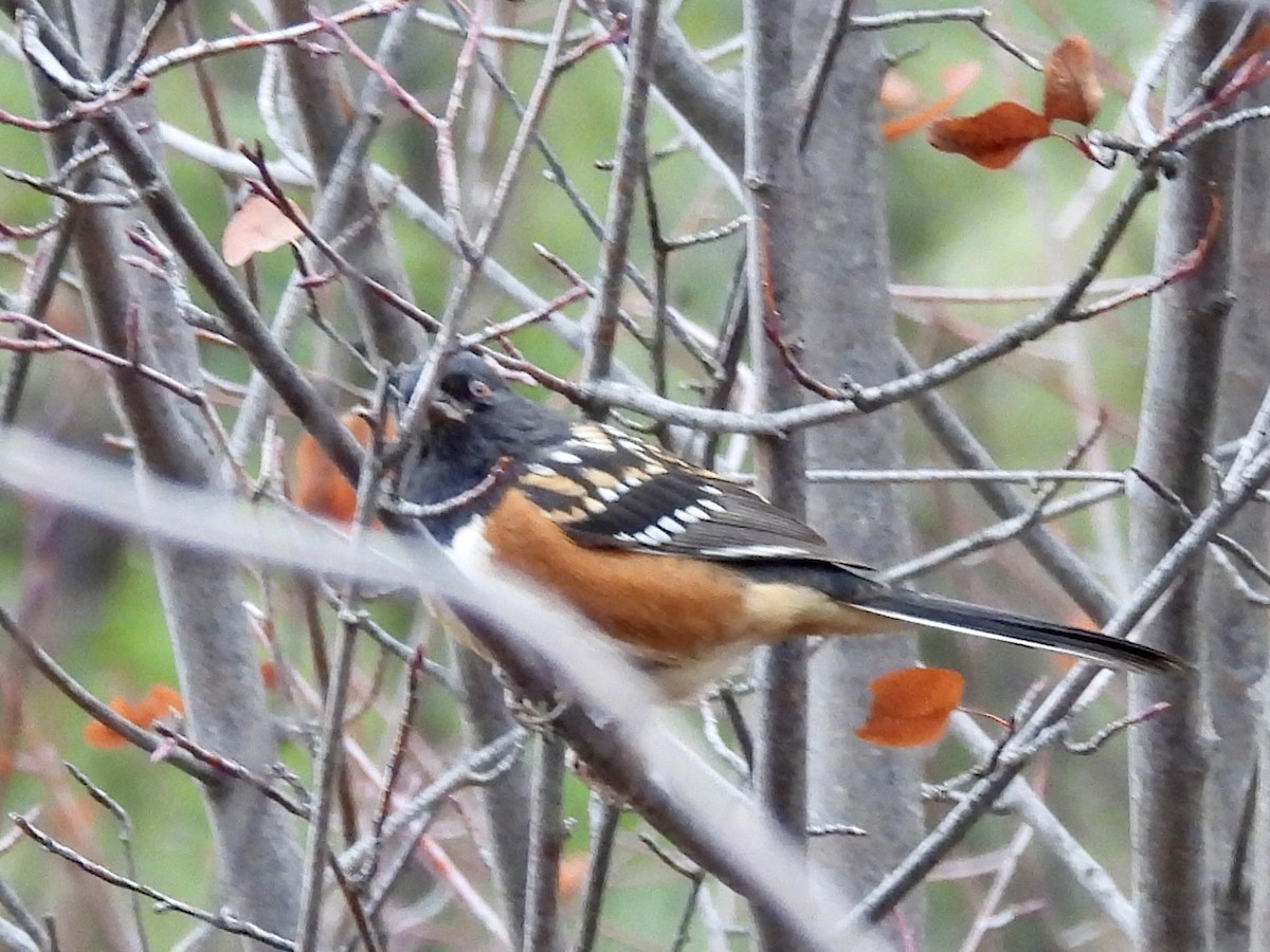 Spotted Towhee - ML646153687