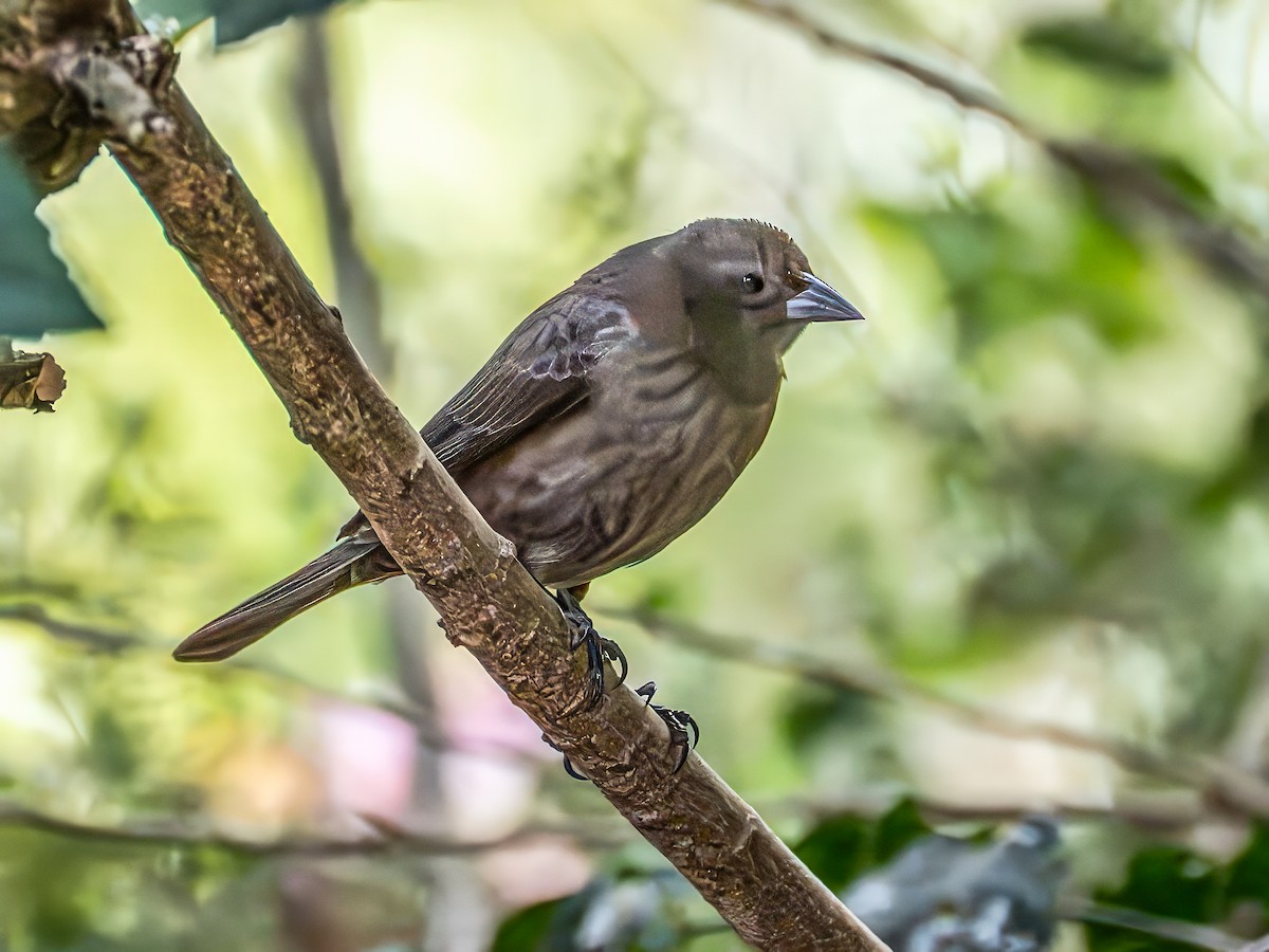 Shiny Cowbird - ML646153688