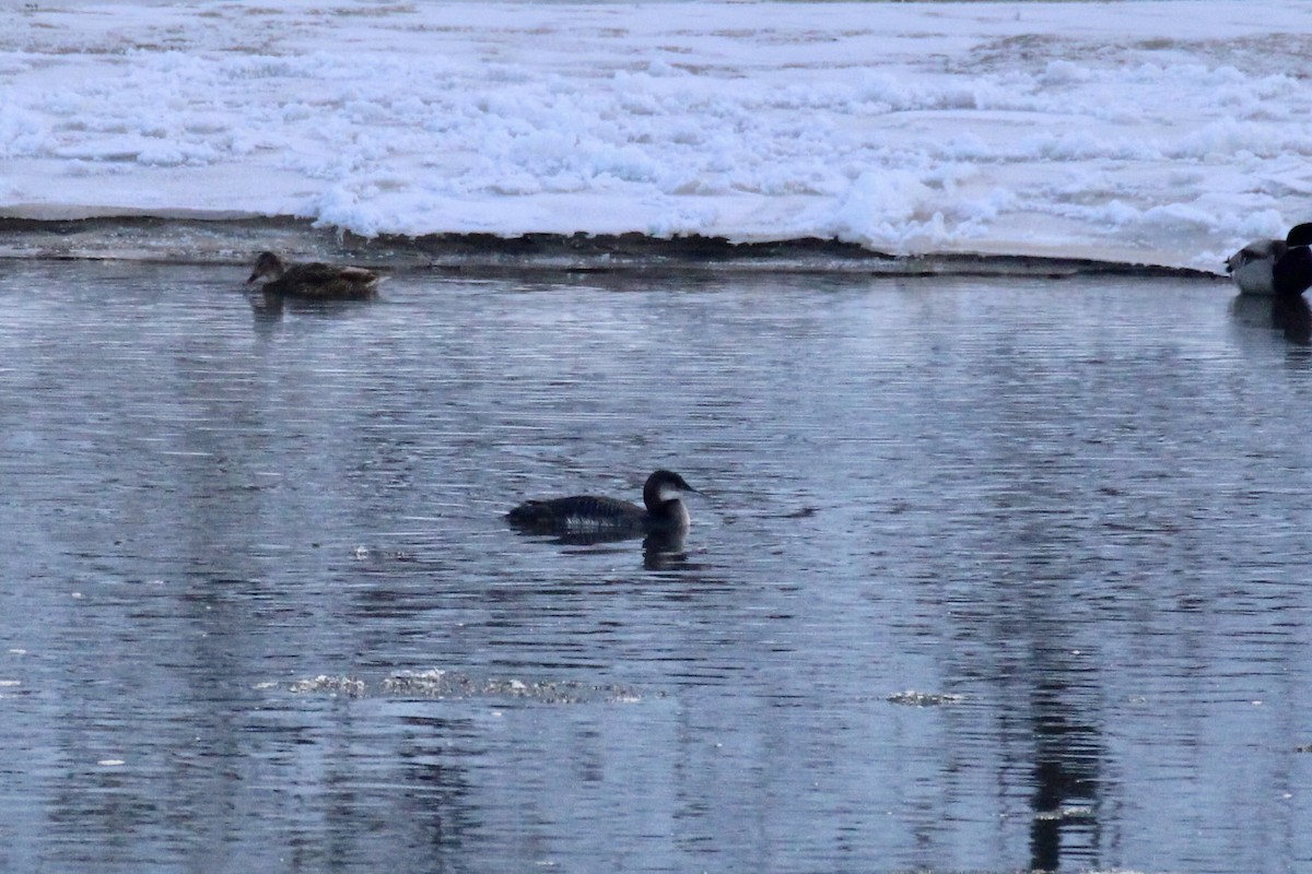 Common Loon - ML646153689