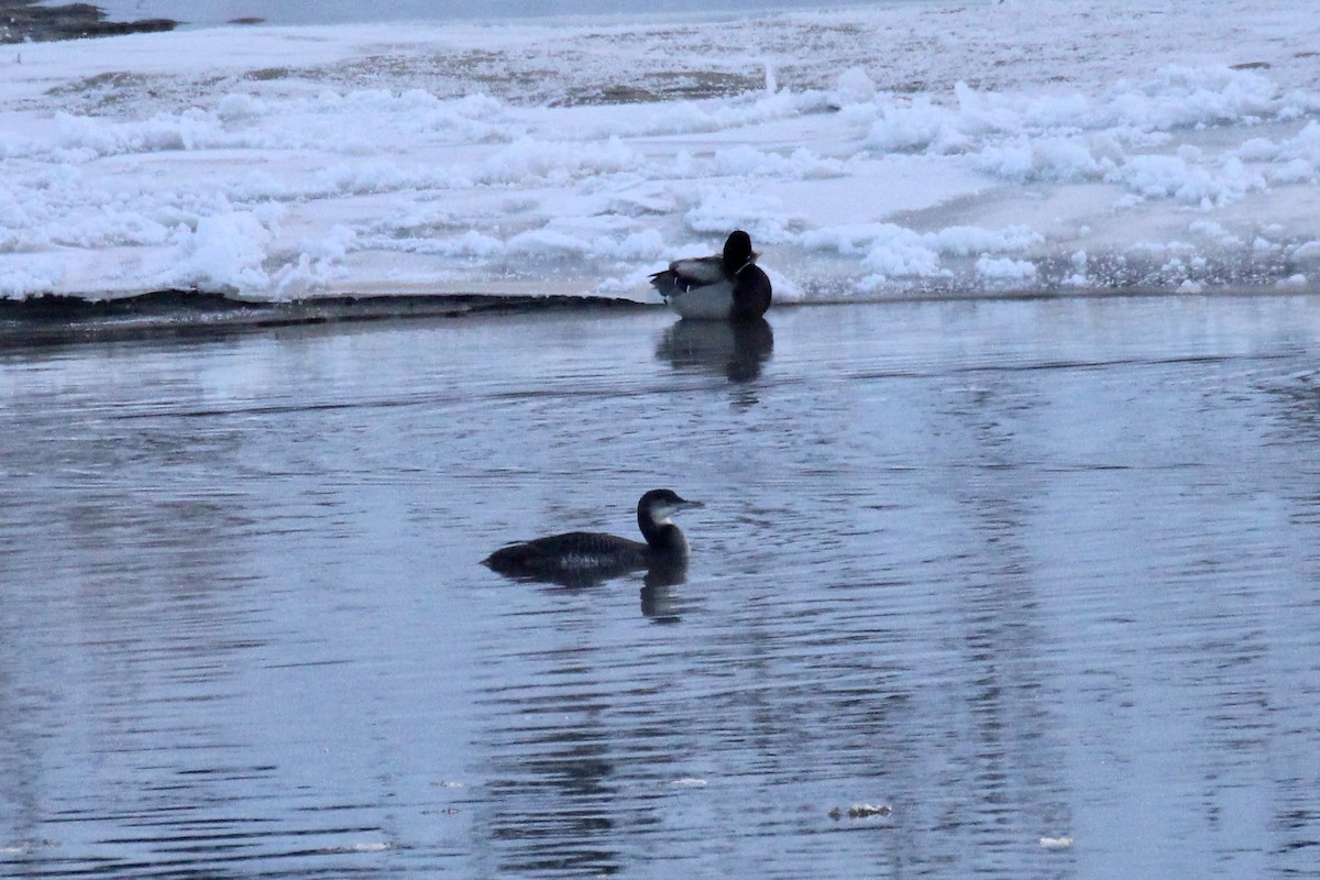 Common Loon - ML646153690