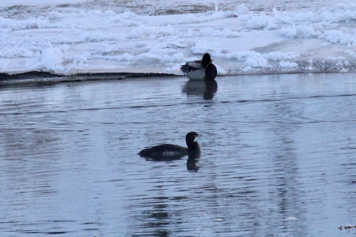 Common Loon - ML646153691