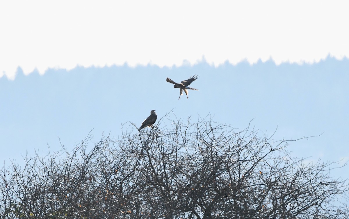 Rough-legged Hawk - ML646153692