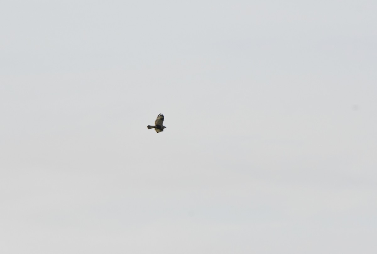 Rough-legged Hawk - ML646153693