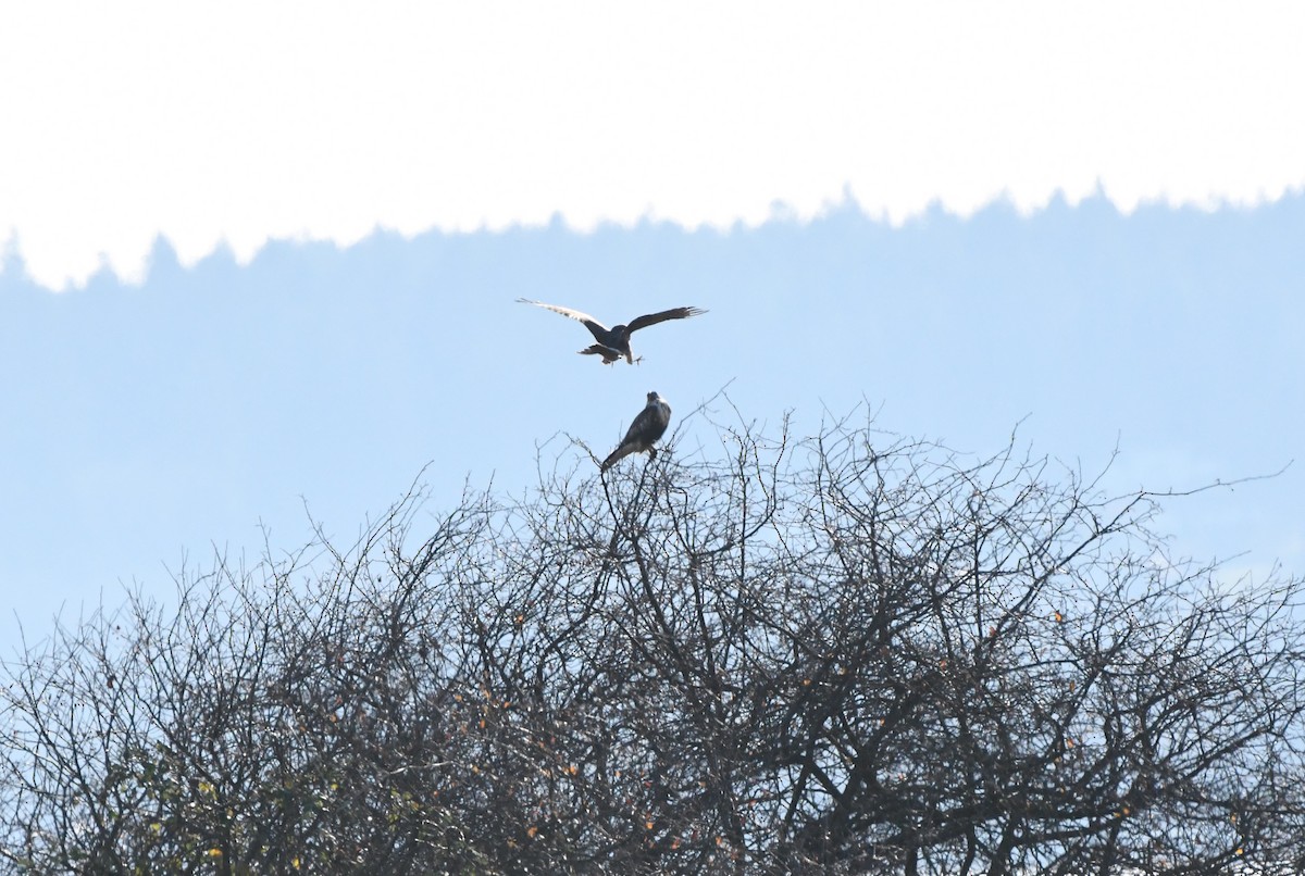 Rough-legged Hawk - ML646153694