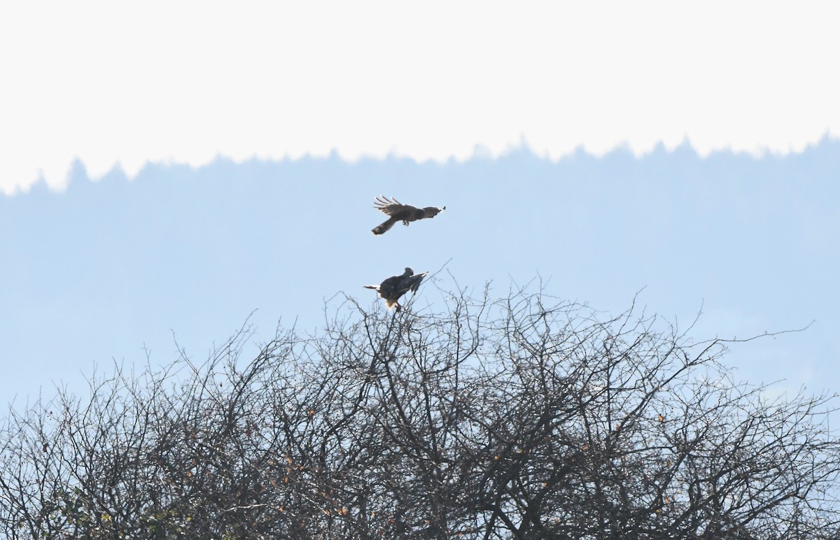 Rough-legged Hawk - ML646153695