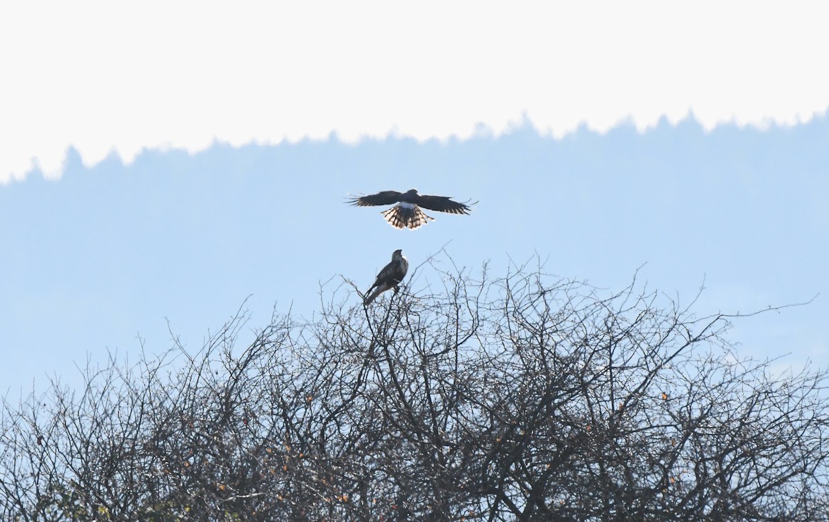 Rough-legged Hawk - ML646153696