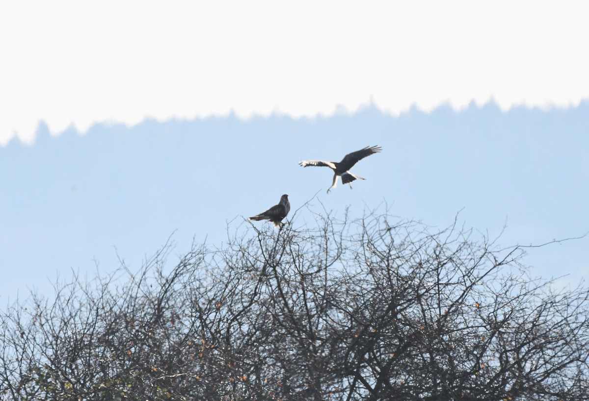 Rough-legged Hawk - ML646153697