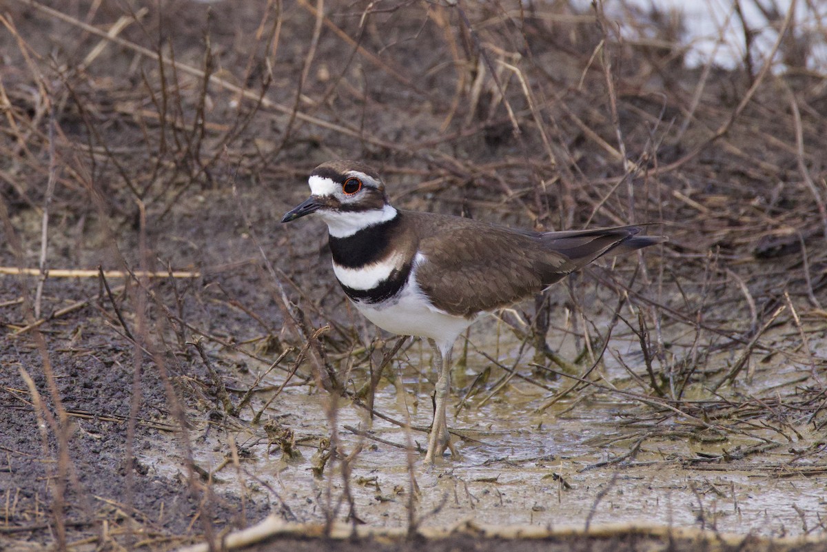 Killdeer - ML646153698