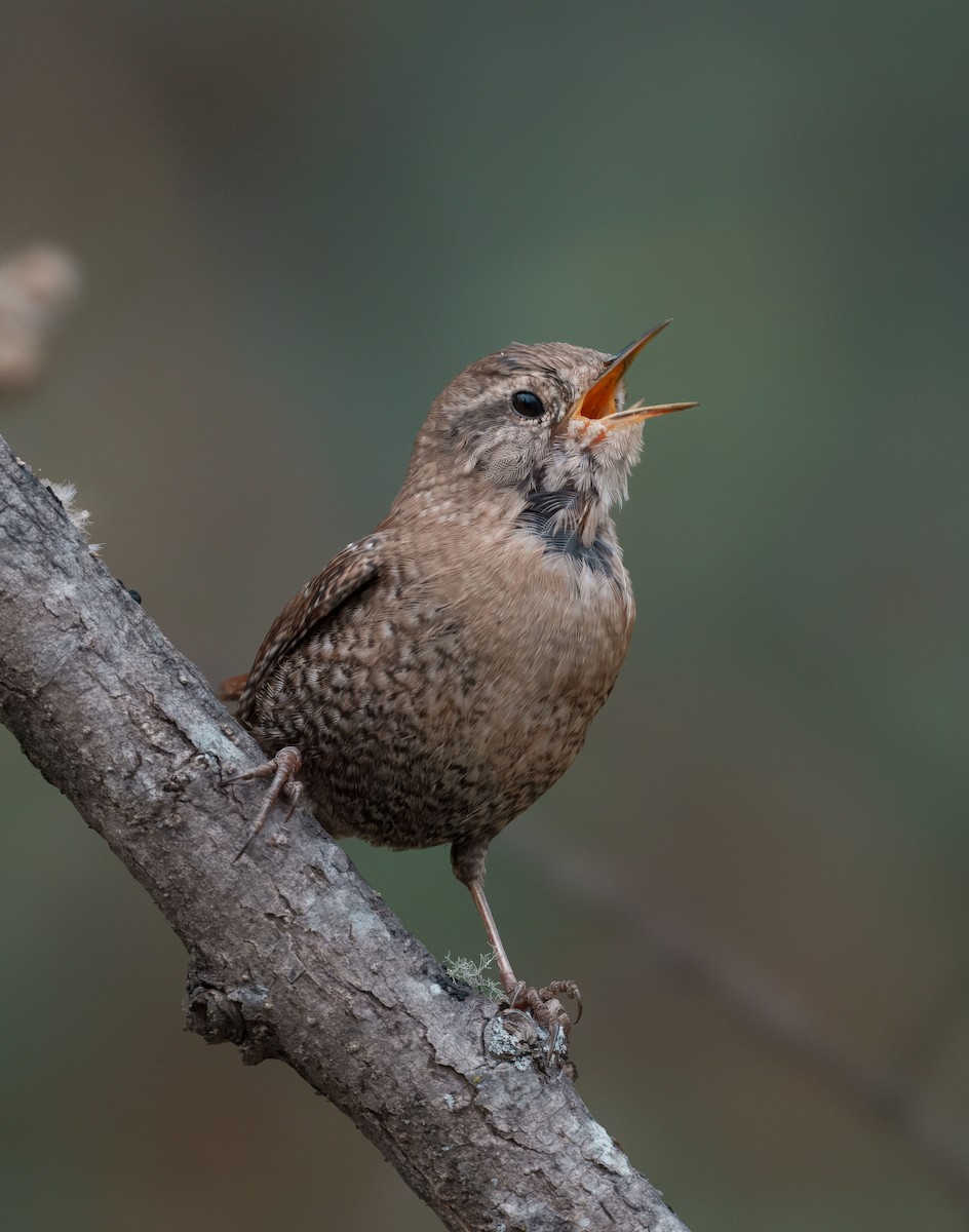 Winter Wren - ML646153699