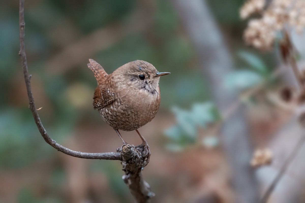 Winter Wren - ML646153700