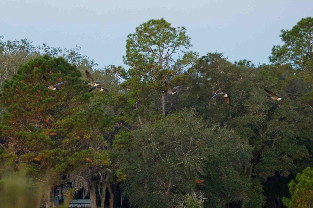 Canada Goose - ML646153701