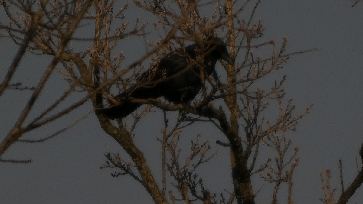 Carrion Crow - ML646153702