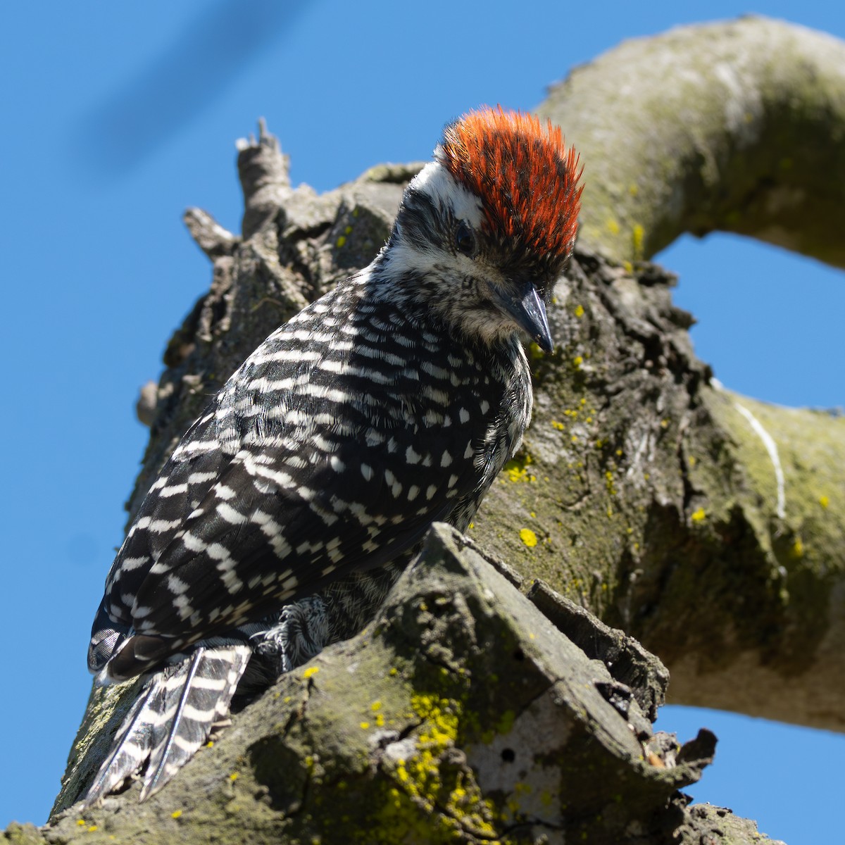Striped Woodpecker - ML646153703
