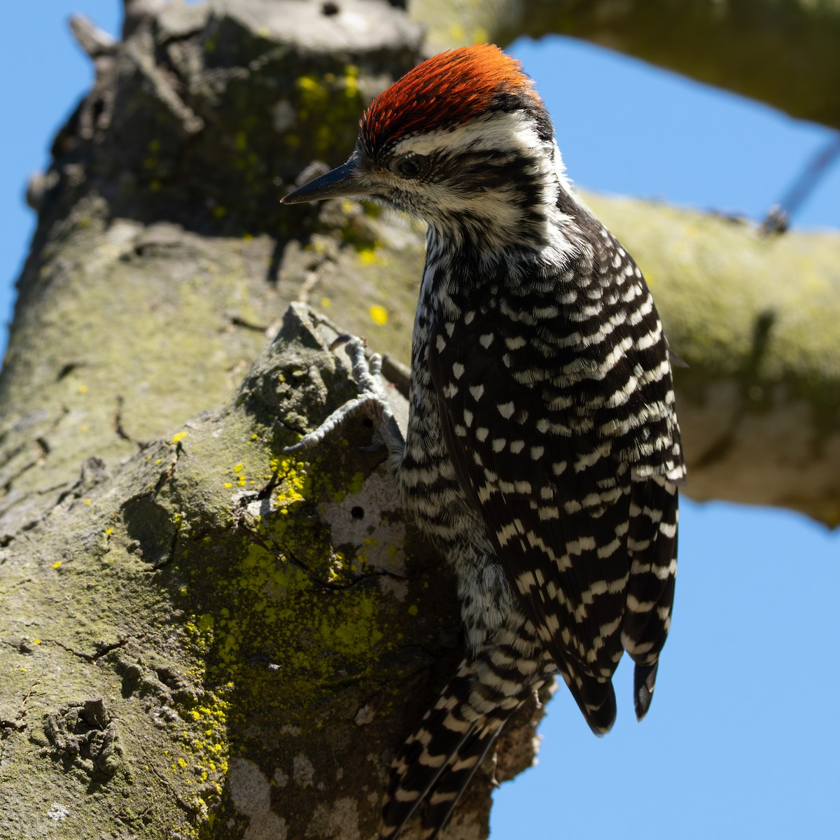 Striped Woodpecker - ML646153704