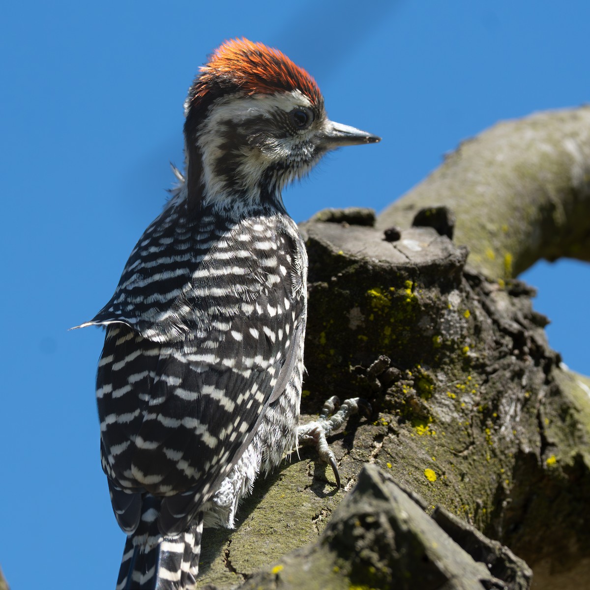 Striped Woodpecker - ML646153705