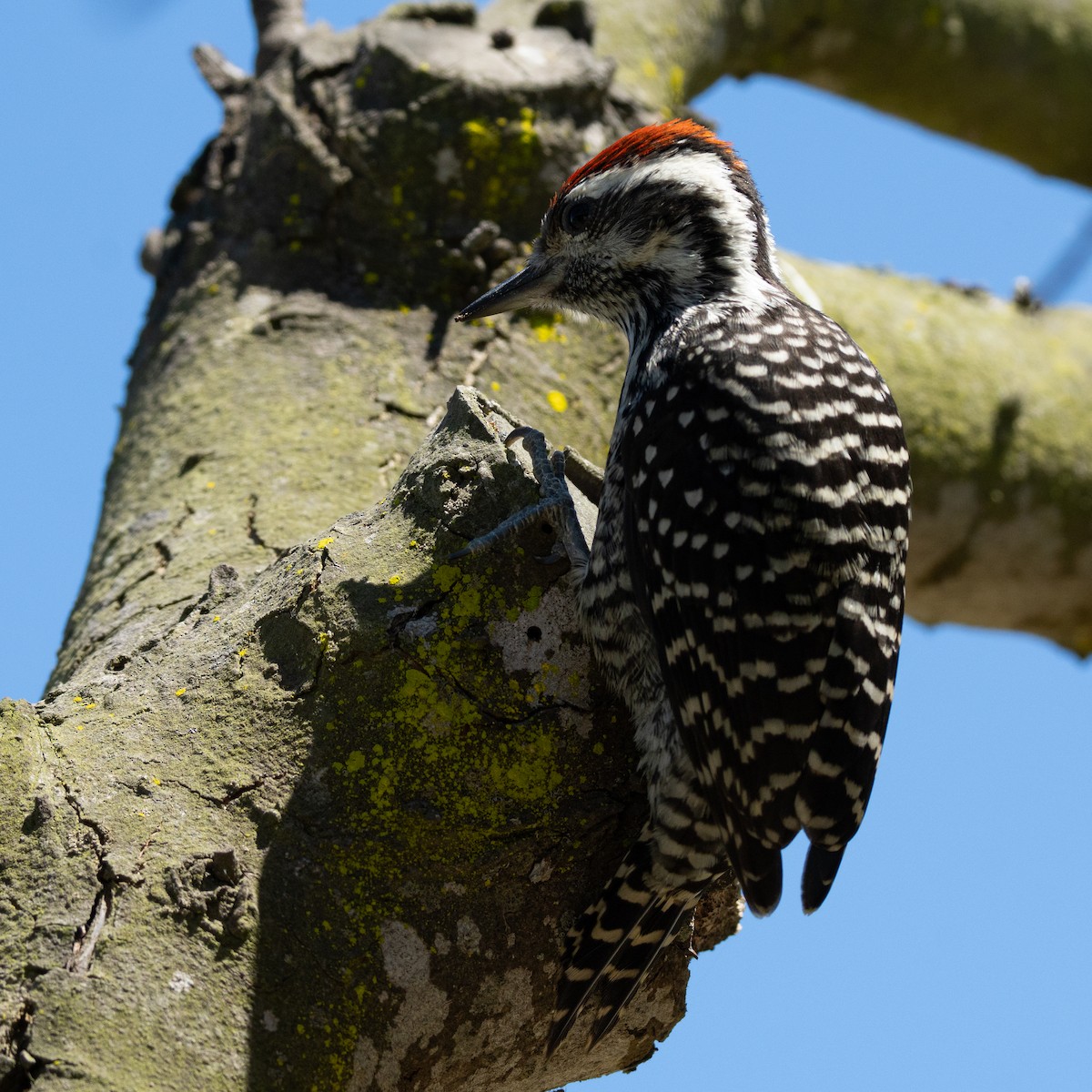Striped Woodpecker - ML646153706