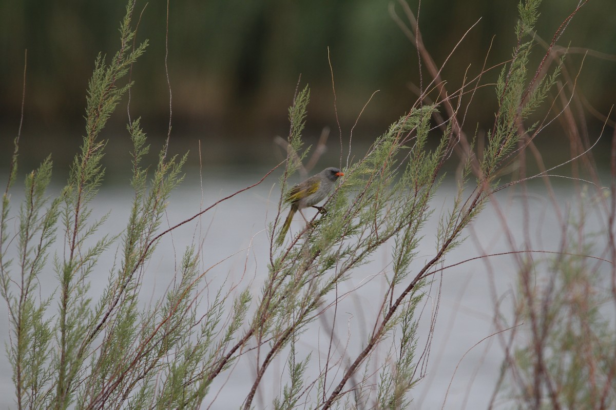 Great Pampa-Finch - ML646153707