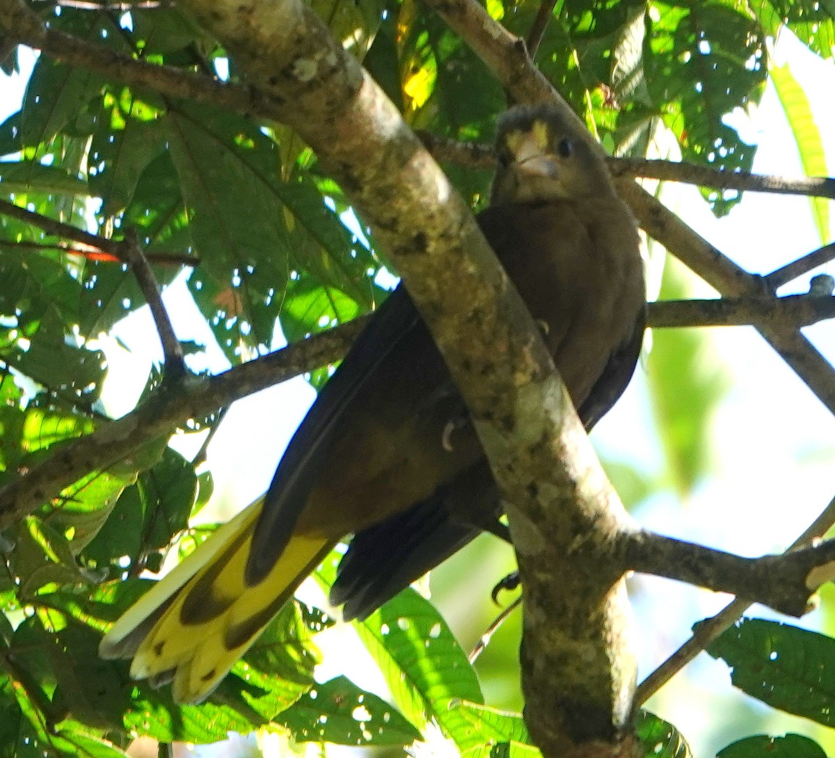 Russet-backed Oropendola - ML646153708