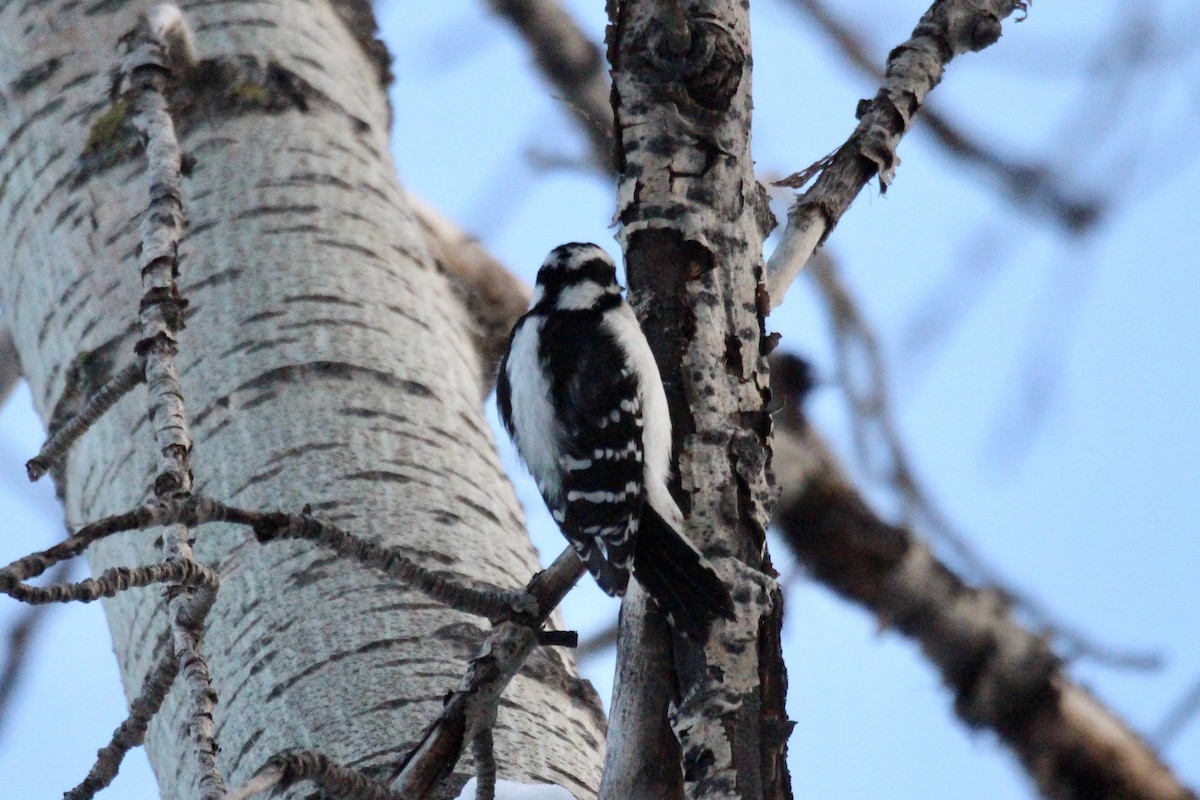 Downy Woodpecker (Eastern) - ML646153709