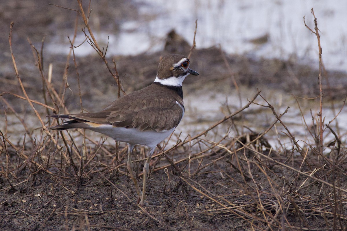 Killdeer - ML646153710