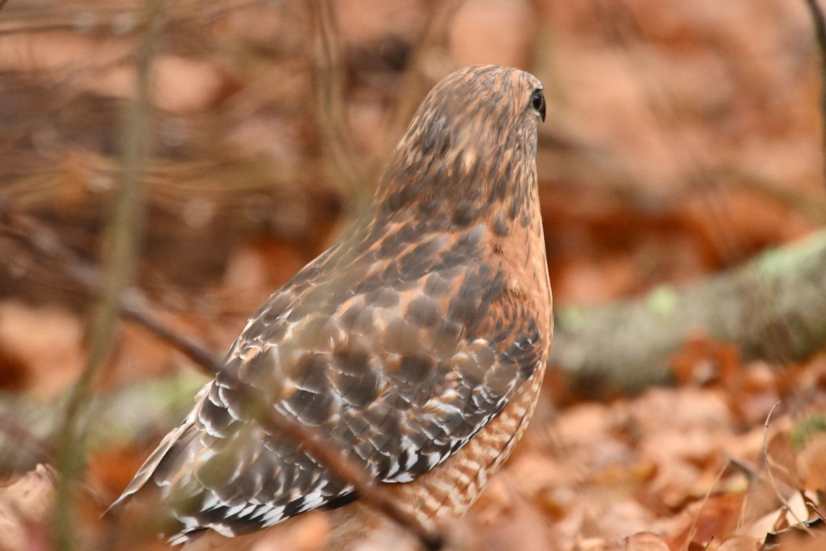 Red-shouldered Hawk - ML646153711
