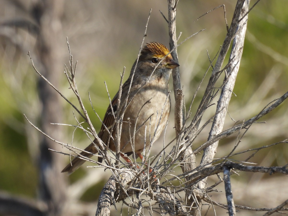 Golden-crowned Sparrow - ML646153712