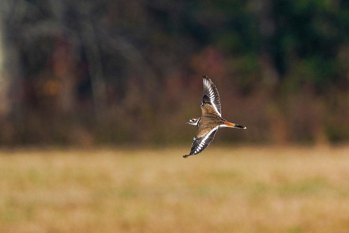 Killdeer - ML646153715