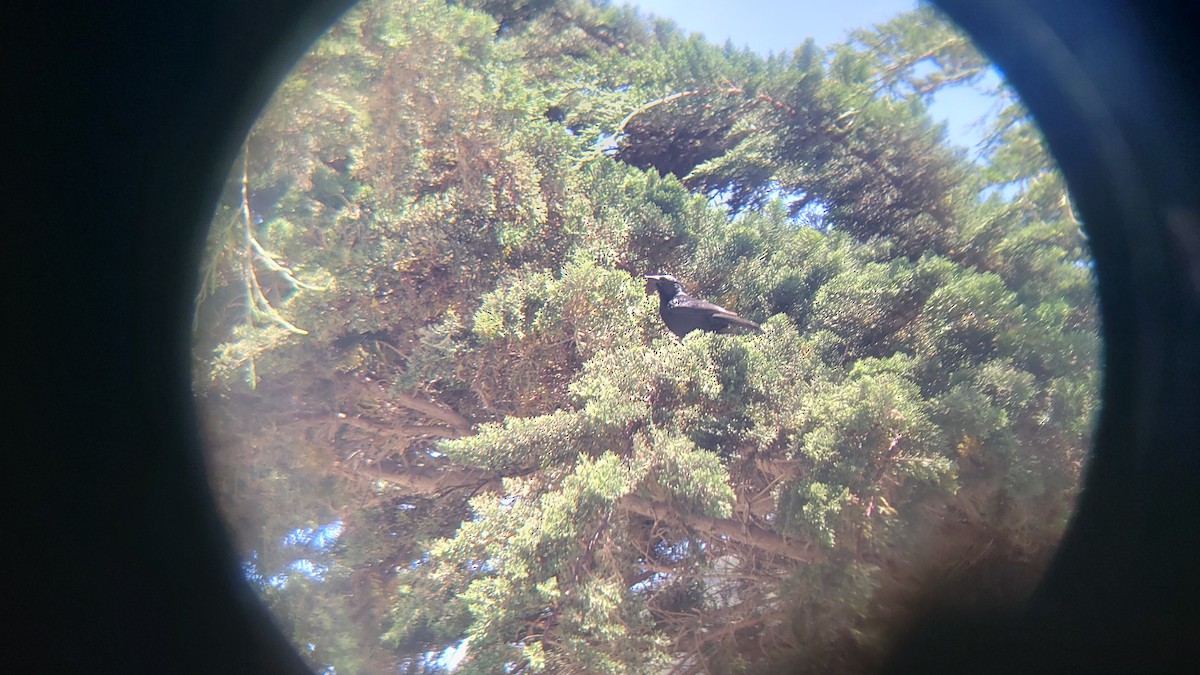 Austral Blackbird - ML646153717