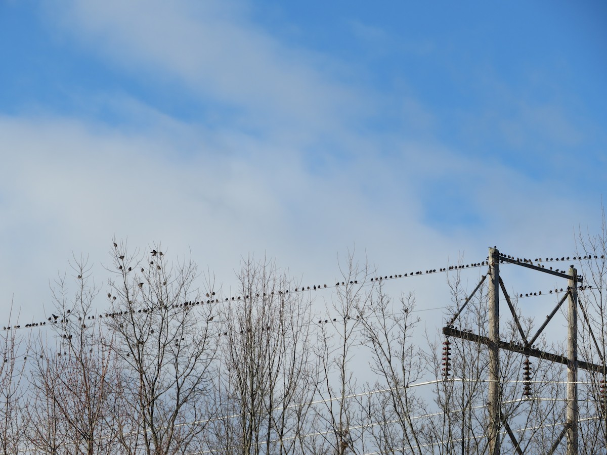 European Starling - ML646153719