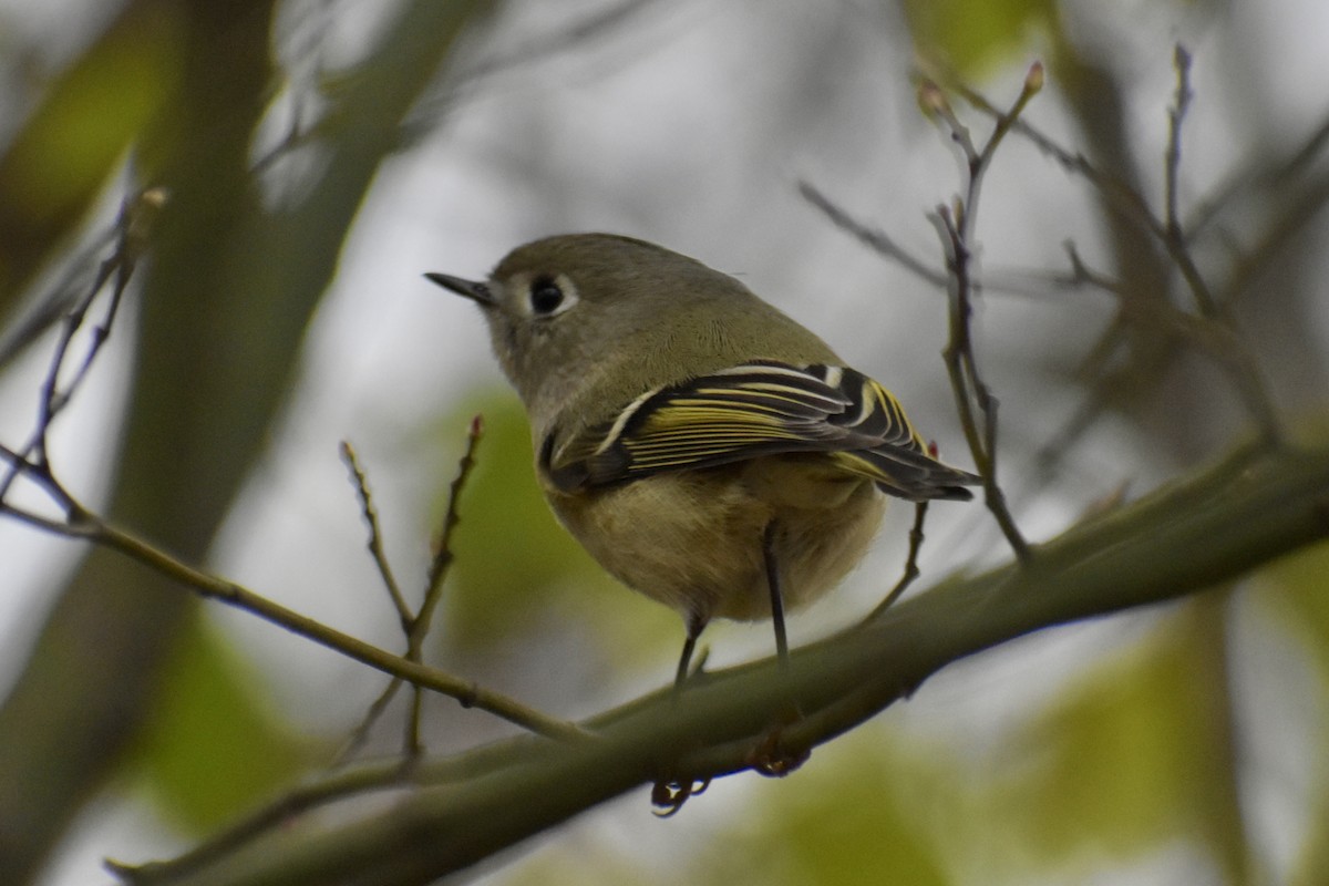 Ruby-crowned Kinglet - ML646153723