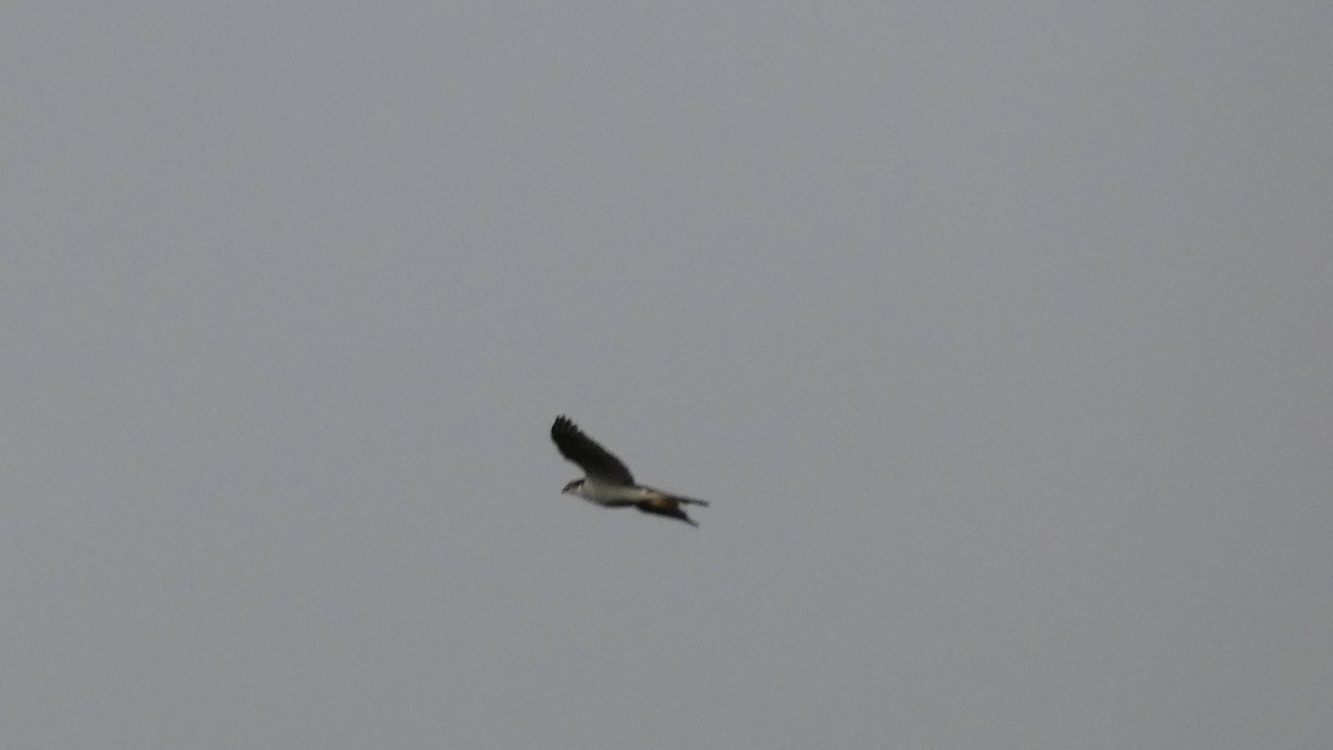 Eurasian Goshawk - ML646153724