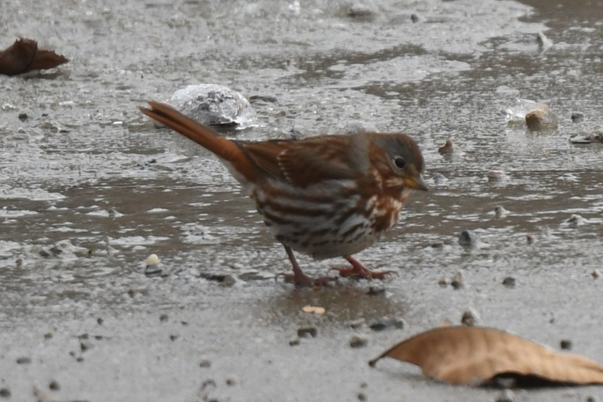 Fox Sparrow - ML646153729