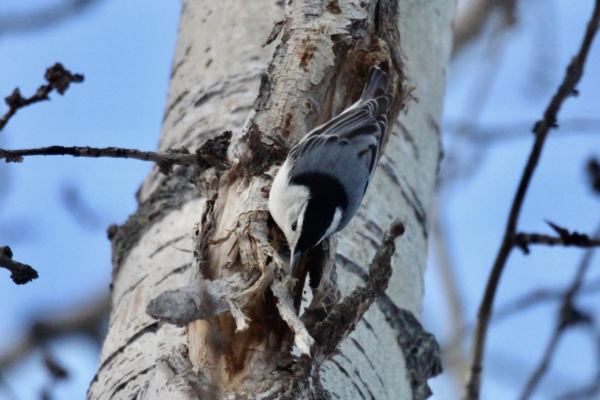 White-breasted Nuthatch (Eastern) - ML646153731