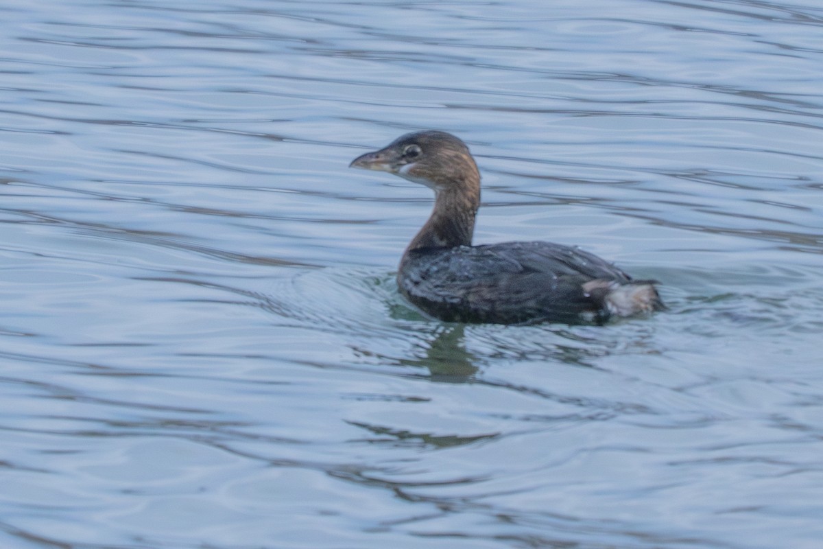 Pied-billed Grebe - ML646153734