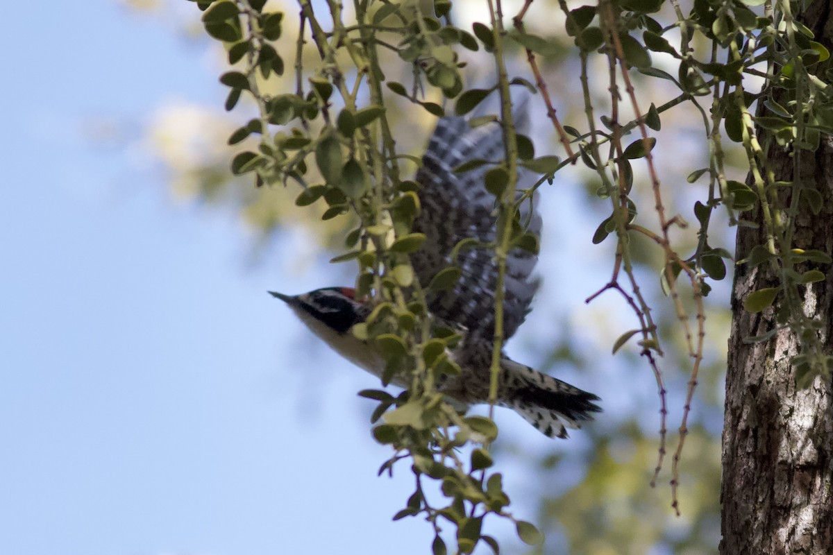 Nuttall's Woodpecker - ML646153736