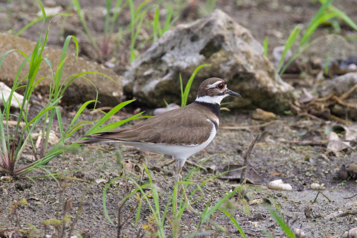 Killdeer - ML646153740