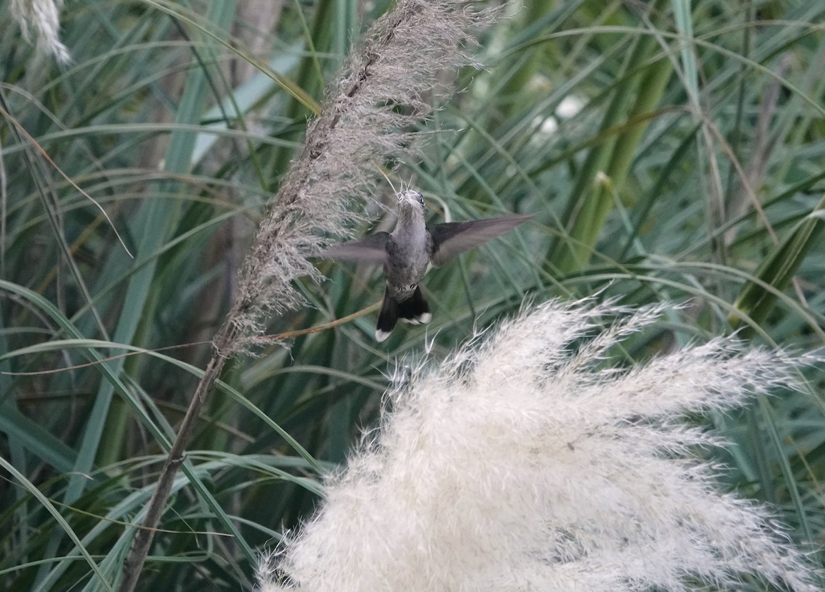 Rivoli's Hummingbird - ML646153741