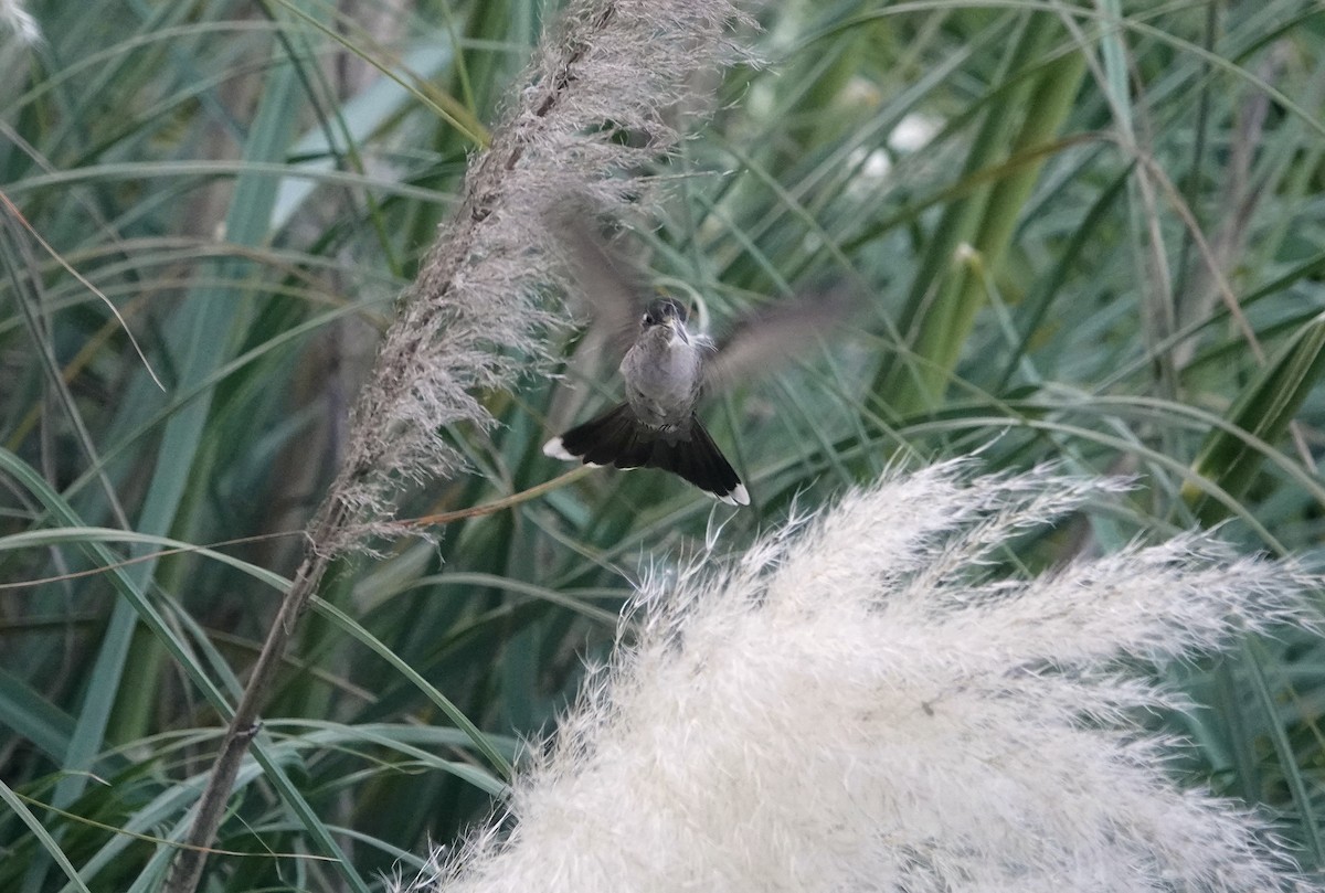 Rivoli's Hummingbird - ML646153742