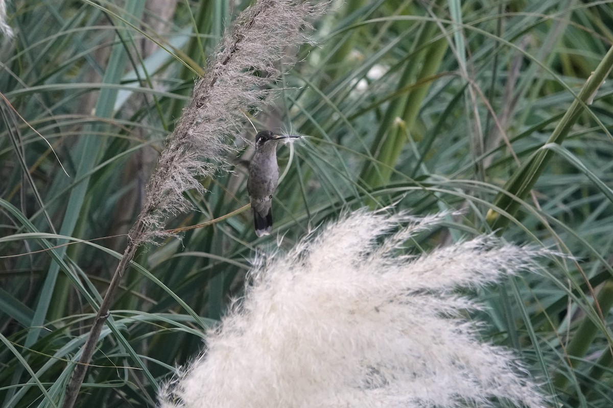 Rivoli's Hummingbird - ML646153743