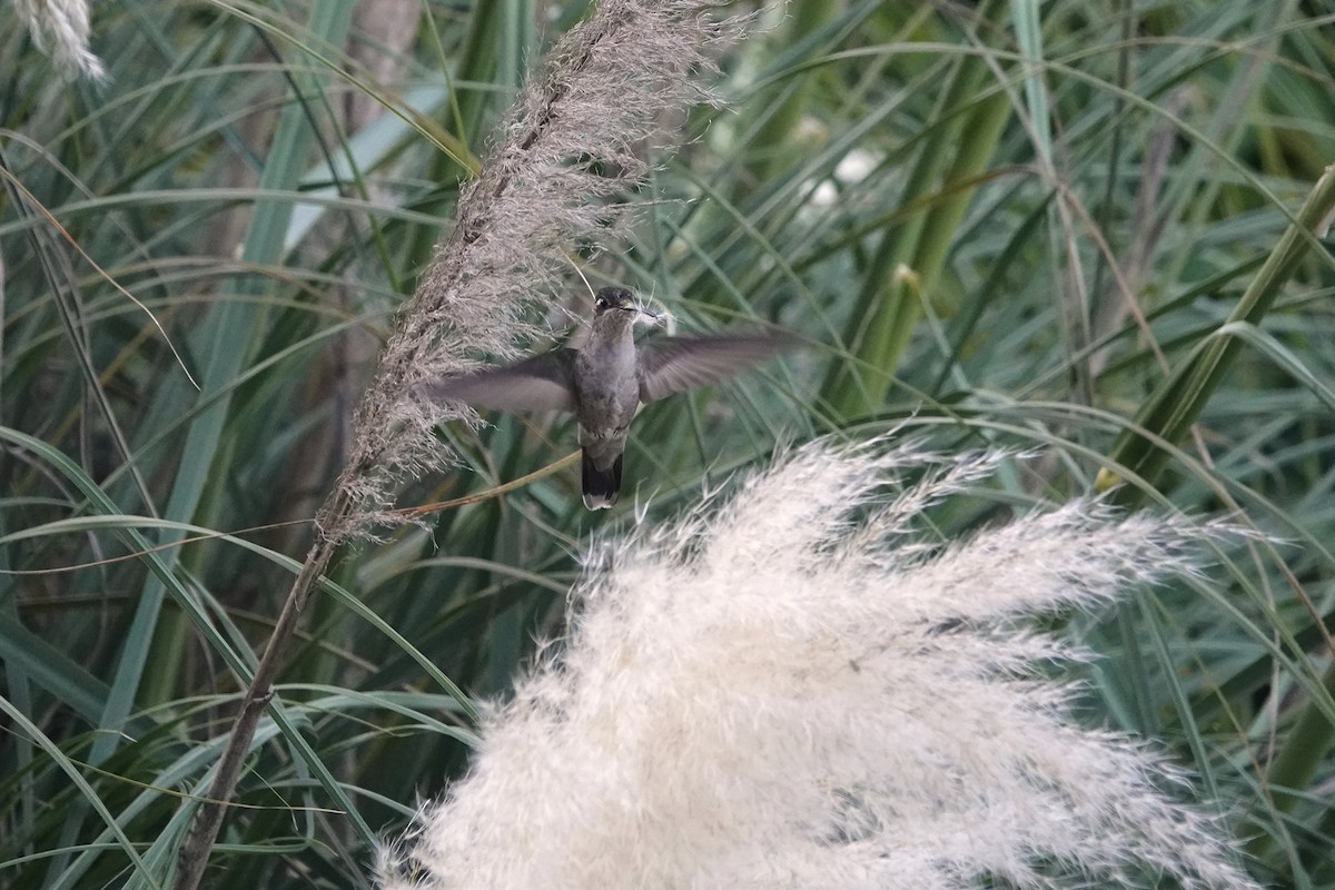 Rivoli's Hummingbird - ML646153744