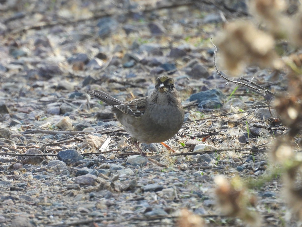 Golden-crowned Sparrow - ML646153747